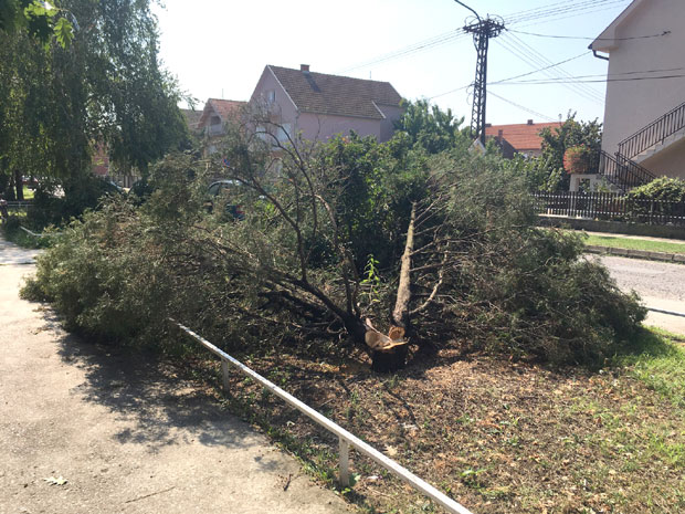 КО У ШАПЦУ НОЋУ СЕЧЕ ЗИМЗЕЛЕНО ДРВЕЋЕ: Секташки обред или само обест?